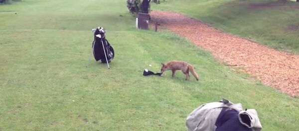 Fox steals club cover Fox steals club cover - Sputnik Србија