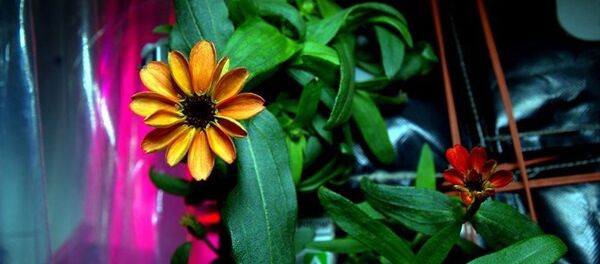 Цвеће у космосу Цвеће у космосу - Sputnik Србија