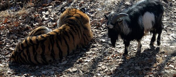 Тигар Амур и јарац Тимур - Sputnik Србија