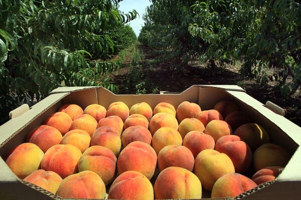 Широм света јача „патриотска пољопривреда“ – угрожени српски воћари - Sputnik Србија