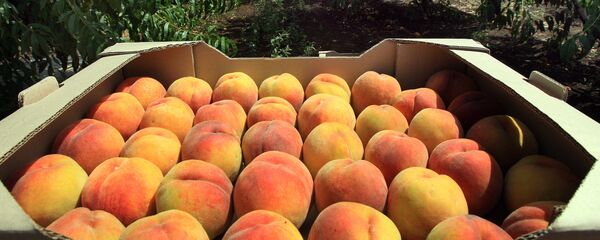 Брескве - Sputnik Србија