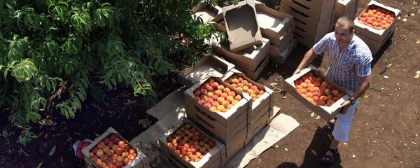 Voće Voće - Sputnik Srbija