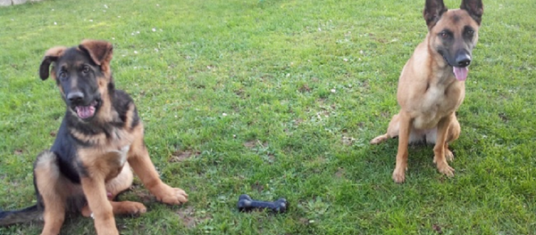 Dobrinja - Sputnik Srbija