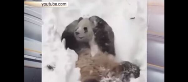 Panda uživa na snegu Panda uživa na snegu - Sputnik Srbija