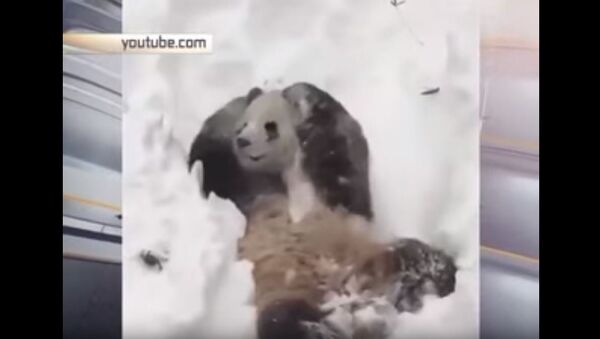 Панда ужива на снегу - Sputnik Србија