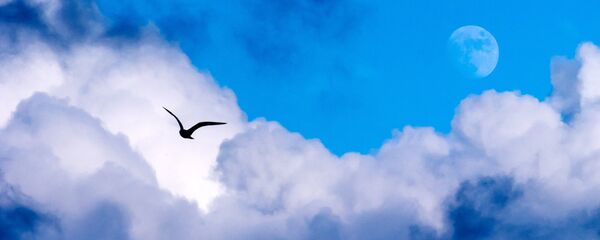 Птица на небу у Севастопољу - Sputnik Србија