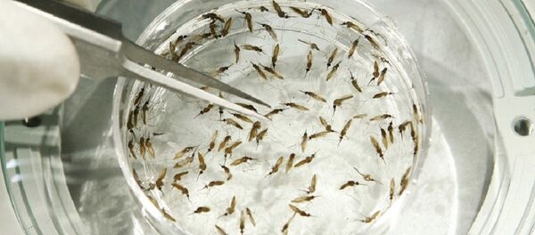 Зика вирус - Sputnik Србија