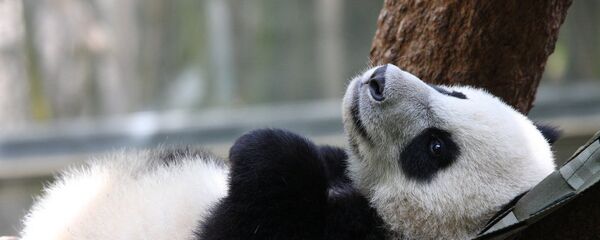 Беба панда - Sputnik Србија