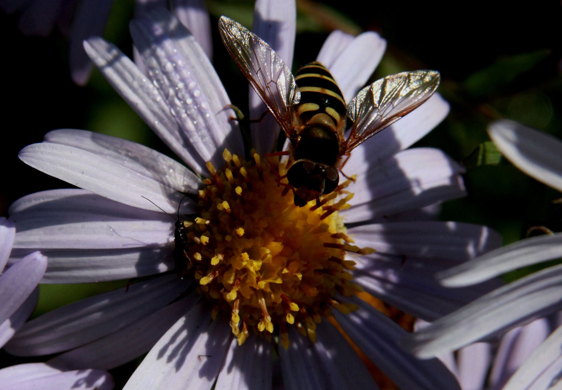 Терапију може да спроводи само дипломирани лекар – апитерапеут. Обраћање народним исцелитељима се категорички забрањује.  - Sputnik Србија, 1920, 30.04.2025