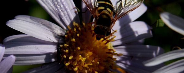 Терапију може да спроводи само дипломирани лекар – апитерапеут. Обраћање народним исцелитељима се категорички забрањује. - Sputnik Србија