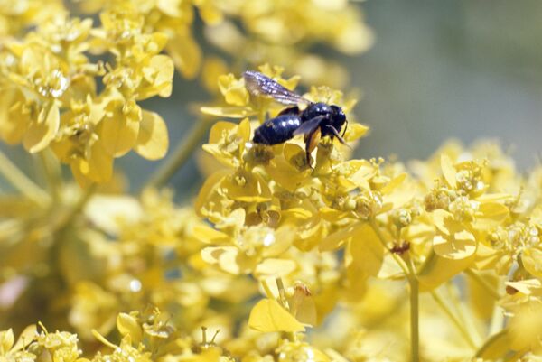 Терапију може да спроводи само дипломирани лекар – апитерапеут. Обраћање народним исцелитељима се категорички забрањује. Терапију може да спроводи само дипломирани лекар – апитерапеут. Обраћање народним исцелитељима се категорички забрањује. - Sputnik Србија