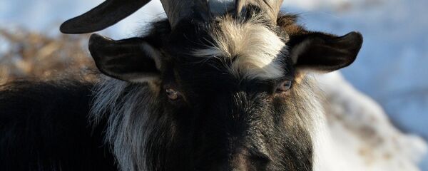 Јарац Тимур - Sputnik Србија