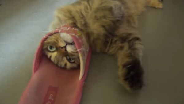Playful cat got himself into trouble - Sputnik Србија