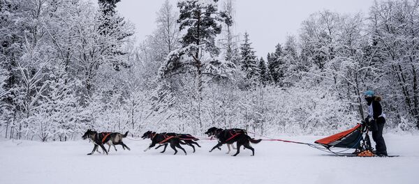 Karelija Karelija - Sputnik Srbija