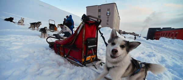 Хаски пас упрегнут за вучу санки на Шпицбершким острвима Хаски пас упрегнут за вучу санки на Шпицбершким острвима - Sputnik Србија