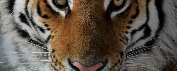 Tigar Tigar - Sputnik Srbija