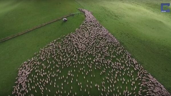 Mesmerising Mass Sheep Herding - Sputnik Srbija