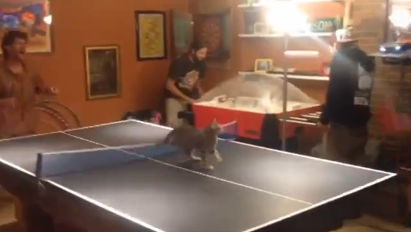 Kitten just can’t stay away from ping pong showdown - Sputnik Srbija