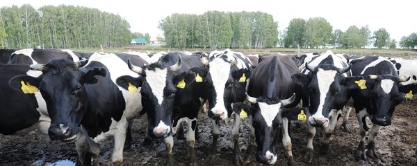 Краве, фарма - Sputnik Србија