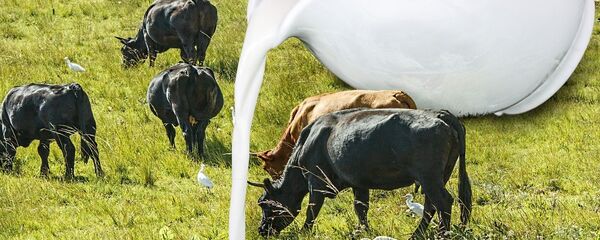 Krave i mleko - ilustracija - Sputnik Srbija