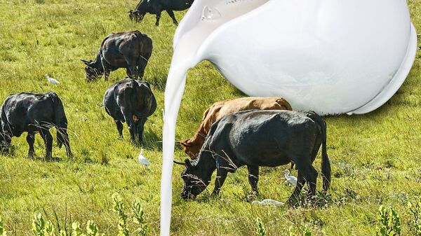 Краве и млеко - илустрација - Sputnik Србија