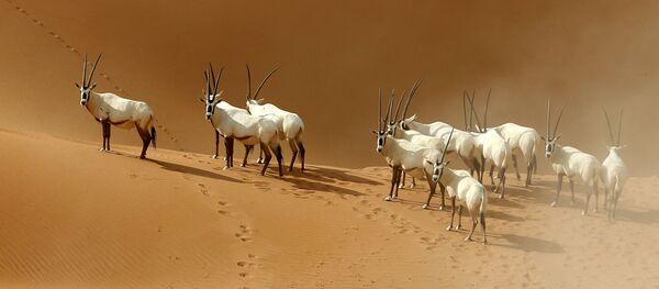 Арабијске антилопе у резервату у близини границе Омана и Саудијске Арабије - Sputnik Србија