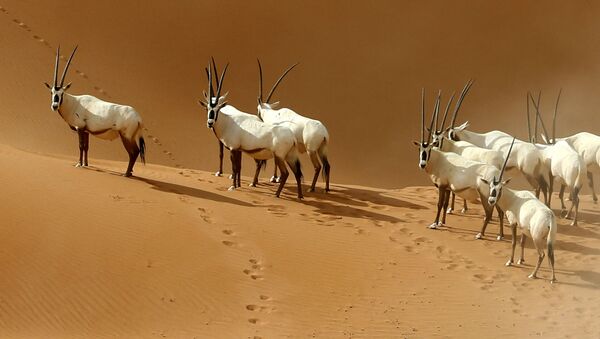 Арабијске антилопе у резервату у близини границе Омана и Саудијске Арабије - Sputnik Србија