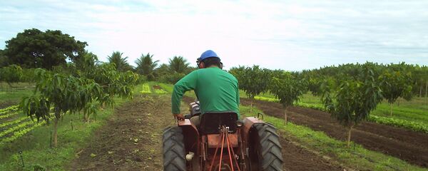 Пољопривреда Пољопривреда - Sputnik Србија