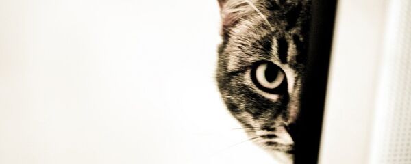 Мачка - Sputnik Србија