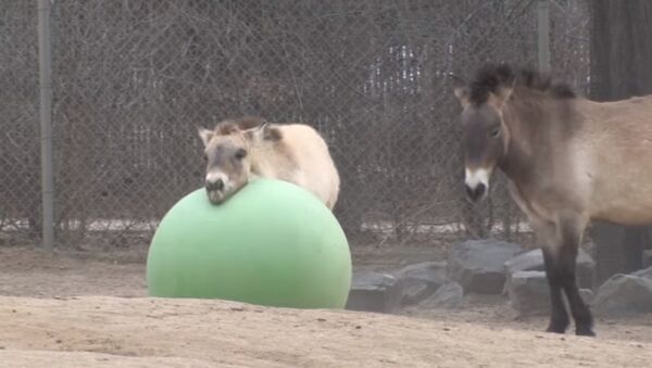 Denver Zoo Przewalski’s horse Batu loves his toy ball - Sputnik Srbija