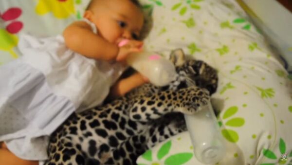 Беба и јагуар заједно пију млеко - Sputnik Србија