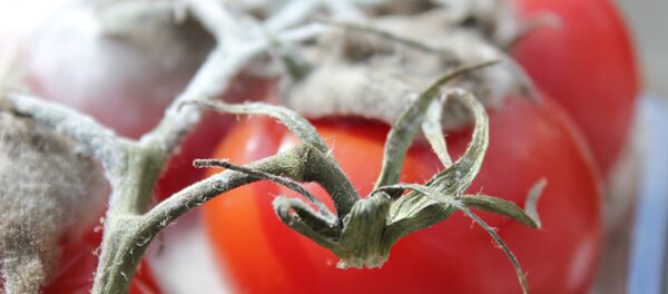 Truli paradajz - Sputnik Srbija