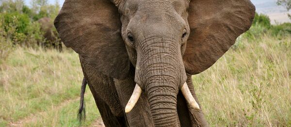 Разјарени слон - Sputnik Србија