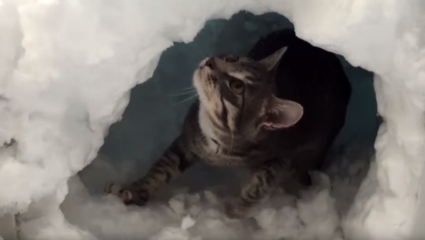 Мачка у снегу - Sputnik Србија
