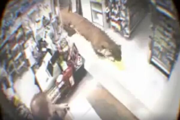 Tигар Tигар - Sputnik Србија