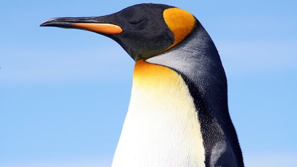 Kralj pingvina na Foklandska ostrva. - Sputnik Srbija
