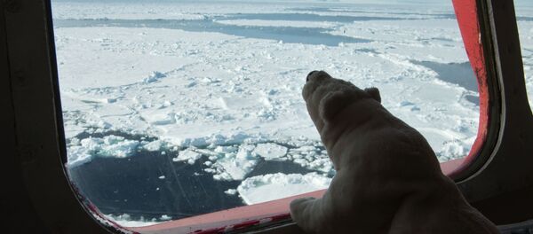 Капитанский мостик атомного ледокола Ямал во время научно-исследовательских работ в Карском море Капитанский мостик атомного ледокола Ямал во время научно-исследовательских работ в Карском море - Sputnik Србија