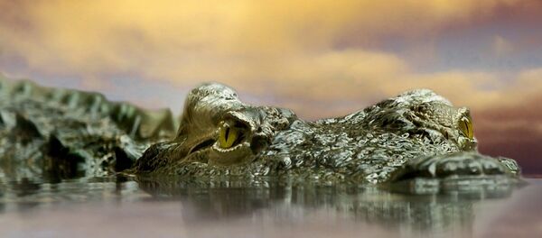 Алигатор - Sputnik Србија