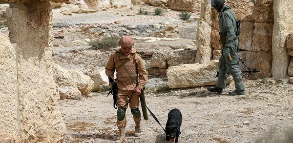 Pripadnici ruskog Ministarstva odbrane uklanjuju mine u istorijskom delu Palmire. Pripadnici ruskog Ministarstva odbrane uklanjuju mine u istorijskom delu Palmire. - Sputnik Srbija