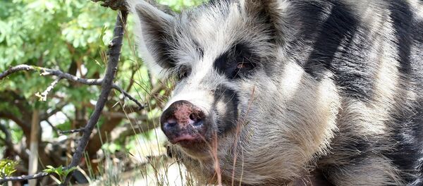 Дивља свиња - Sputnik Србија