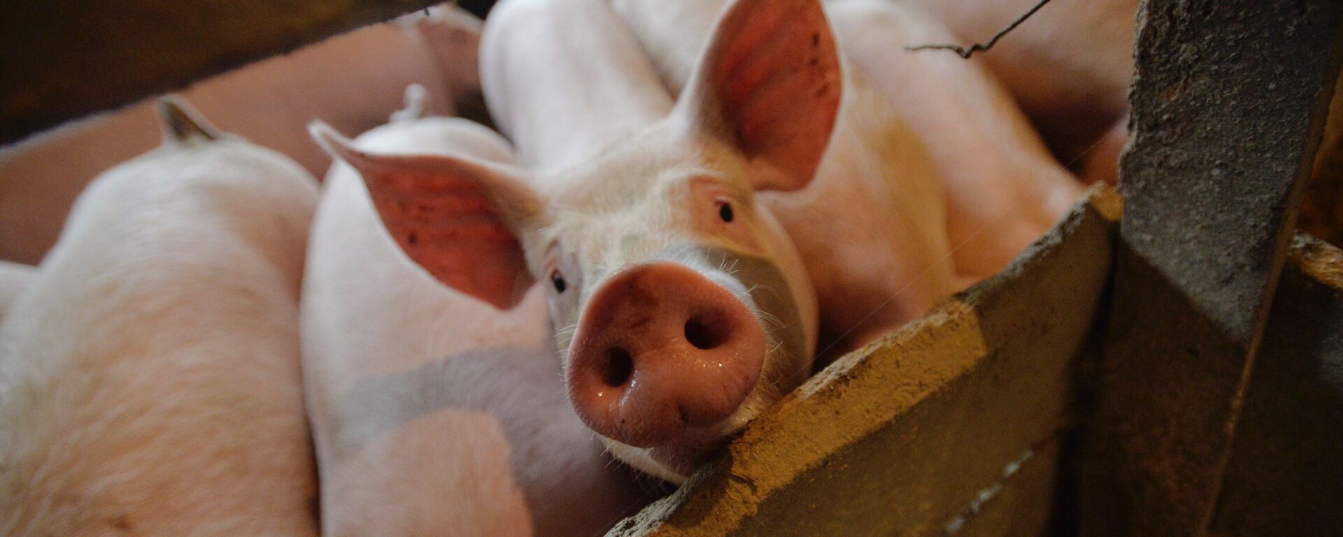 Prasići - Sputnik Srbija, 1920, 09.08.2023