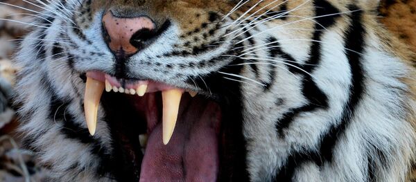 Тигар - Sputnik Србија