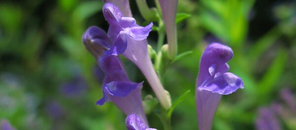 Биљка Бајкалска боквица 8 (Scutellaria baicalensis) - Sputnik Србија