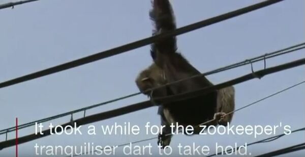 Спасавање шимпанзе - Sputnik Србија