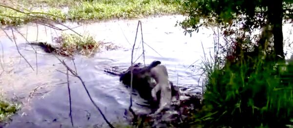 Aligator - Sputnik Srbija