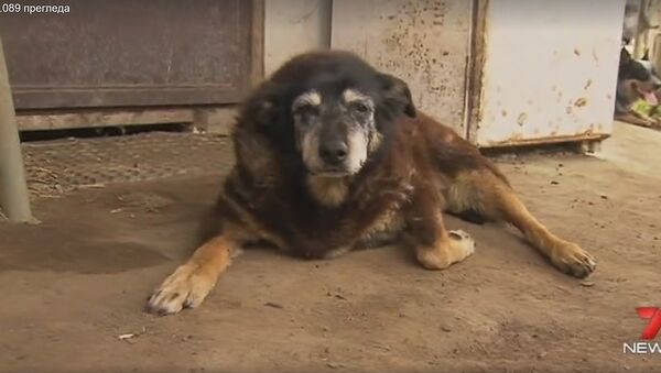 Меги, најстарији пас - Sputnik Србија