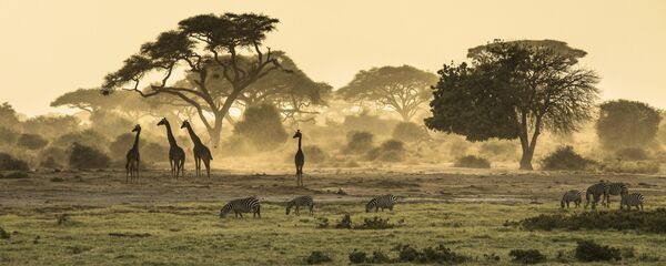 Зебре и жирафе у Кенији Зебре и жирафе у Кенији - Sputnik Србија