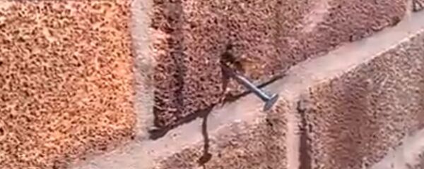 Bee pulls nail from wall - Sputnik Srbija