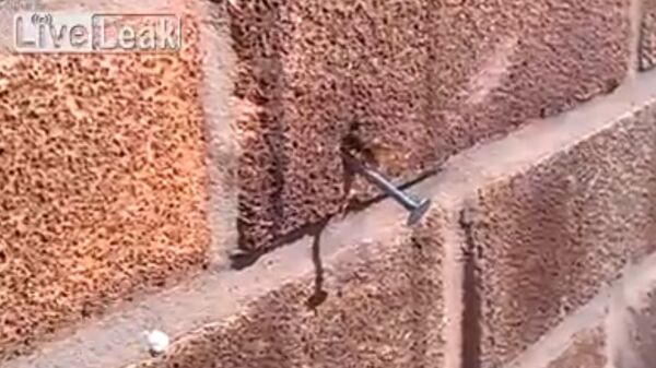 Bee pulls nail from wall - Sputnik Srbija