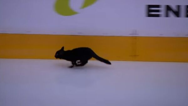 Maler ili samo maca? Crna mačka među hokejašima - Sputnik Srbija